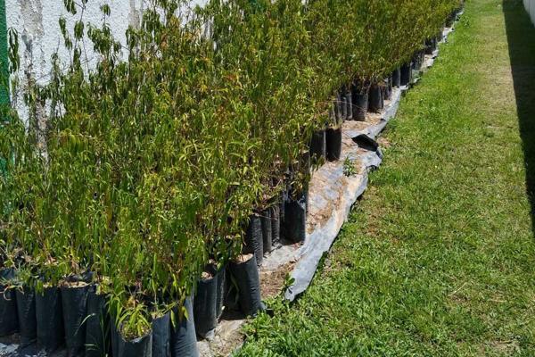 Bosque Urbano tendrá vigilancia permanente los primeros cinco años; será una reforestación integral