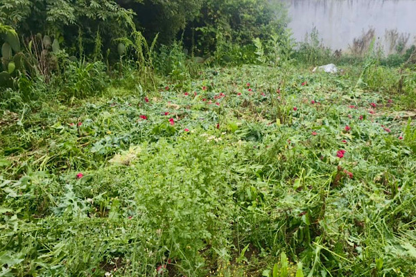 En Atempan, Seguridad Pública localiza predio con cultivos de amapola y marihuana