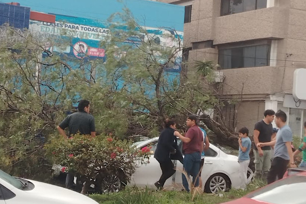 Tras intensa lluvia, muere una persona por caída de árbol en La Paz