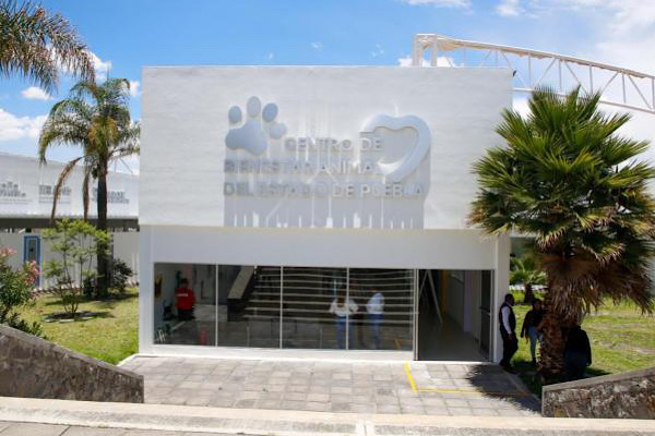 En Puebla hay 34 carpetas por maltrato animal: Instituto de Bienestar Animal