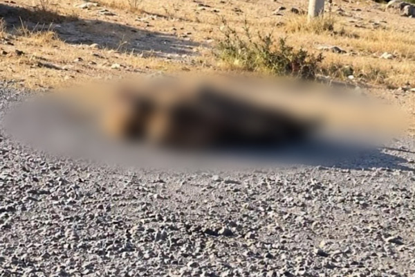Cuerpo encobijado hallado en Nicolás Bravo correspondería a hijo del edil de Tecamachalco
